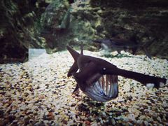 -迪拜水族馆及水下动物园