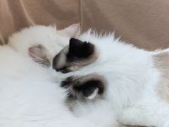 -怪兽屋·羊驼·猫咖·狗咖(俊华广场店)