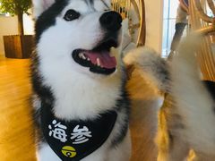 -Husky Go! 哈士奇体验馆·宠物咖啡厅狗咖