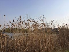 -九里河湿地公园