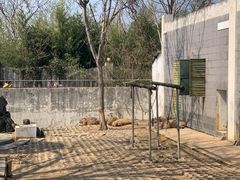 -合肥野生动物园