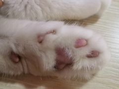 -李小姐の猫咖啡馆(五角场店)