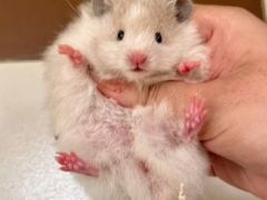 -龙猫仔乐园(惠福东路店)