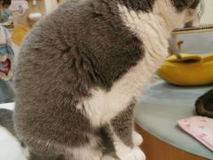 -滚猫咖啡·猫咖·猫友好撸猫(未来城店)