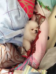 -英刺青 纹身 洗纹身