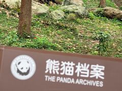 -都江堰中华大熊猫苑