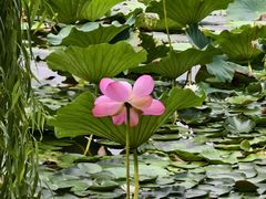 -长春市南湖公园