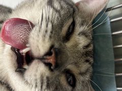 -乐琪宠物医院·犬猫专科·骨外科·急重症