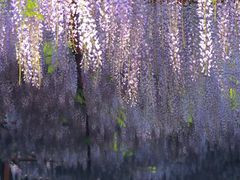 -白塘生态植物园