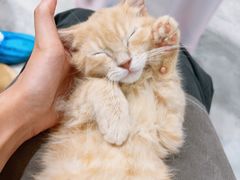 -楼上猫咖(罗湖店)