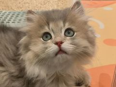 -babydoll猫舍·米努特·德文·缅因(久光中心店)