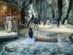 -帝企鹅自助餐厅•儿童岛•真企鹅(长隆企鹅酒店)