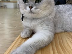 -李小姐の猫咖啡馆(五角场店)