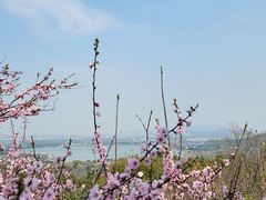 -香雪海