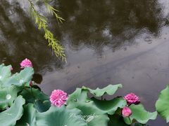 -厦门园林博览苑