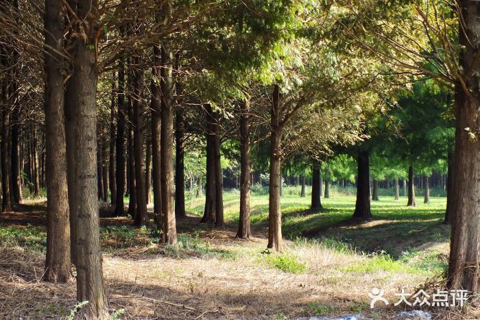 上海青西郊野公園圖片