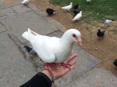 -普陀山风景名胜区-千步大沙