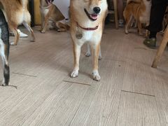 -柴犬高等学院·狗咖·柴犬售卖·宠物训练