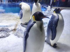 -上海海昌海洋公园