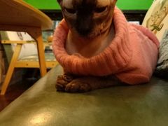 -李小姐の猫咖啡馆(五角场店)