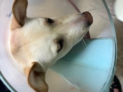 -美联众合动物医院·24h转诊中心