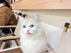-喵小馆·猫咖狗咖猪咖·饮品店