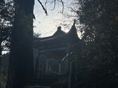 -天目山大树王景区
