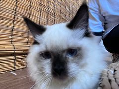 -楼上猫咖(罗湖店)