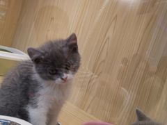 -屋虎猫馆(宝安大仟里店)