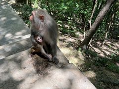 -黔灵山公园-南门售票处