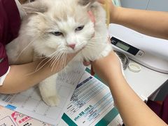 -伟伟宠物医院·CT影像中心·瑞派犬猫综合性门诊(汉口总院)