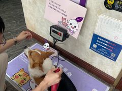 -宠爱国际动物医院· 猫科· 外科·中兽医(长白店)