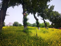 -长白岛森林公园