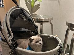 -双拼市场·烧烤精酿啤酒