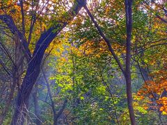 -北京西山国家森林公园