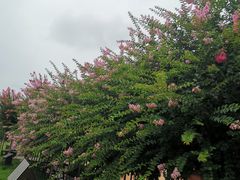 -武汉紫薇都市田园