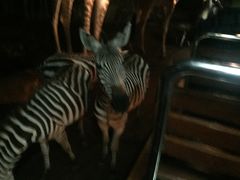 -清迈夜间动物园