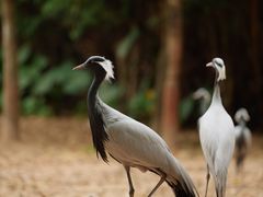 -广州长隆野生动物世界