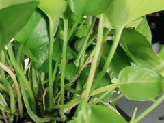 -呷哺呷哺 黄金牧场 (回龙观港龙店)