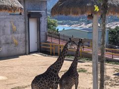 -西霞口神雕山野生动物世界