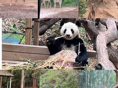 -广州长隆野生动物世界