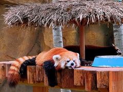 -北京野生动物园