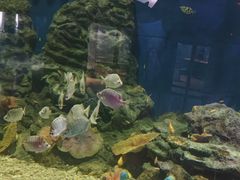 -清真老马家国华牛奶鸡蛋醪糟(正宁路店)