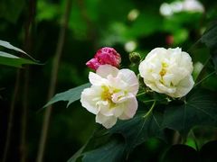 -碧云新天地二期