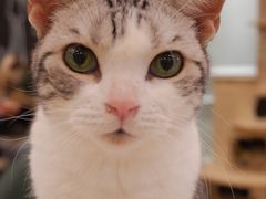 -安格丽娜·狗咖·猫咖羊驼咖(春熙路百盛商场店)