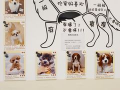 -有喵·猫咖·狗咖·40+猫狗有小奶狗(岗厦店)