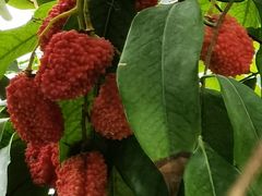 -国家植物园南园