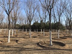 -永定河休闲森林公园