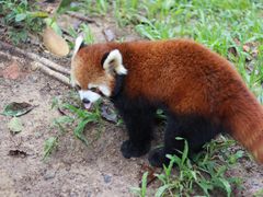 -深圳野生动物园