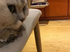 -万小咖.猫咖(中山路天虹店)